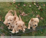 Small Photo #1 Golden Retriever Puppy For Sale in GOSHEN, NH, USA