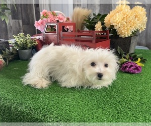 Poo-Ton (Toy) Puppy for sale in CANOGA, NY, USA