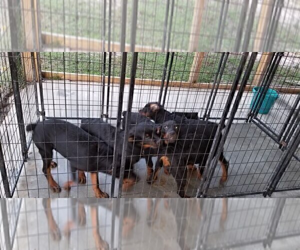 Medium Photo #84 Rottweiler Puppy For Sale in RIEGELWOOD, NC, USA