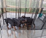 Small Photo #84 Rottweiler Puppy For Sale in RIEGELWOOD, NC, USA