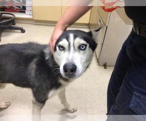 Siberian Husky Dogs for adoption in Riverside, CA, USA