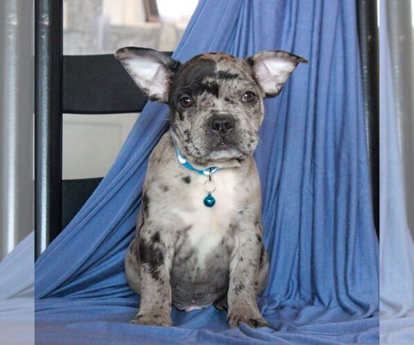 Medium Photo #3 Faux Frenchbo Bulldog Puppy For Sale in MORGANTOWN, PA, USA