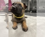 Small Photo #178 Belgian Malinois Puppy For Sale in REESEVILLE, WI, USA