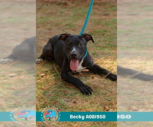 Medium Photo #1 American Bulldog-Unknown Mix Puppy For Sale in Mobile, AL, USA