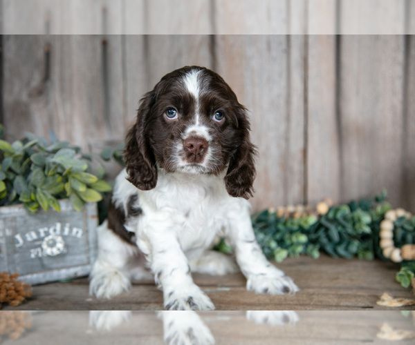 Medium Photo #2 Cocker Spaniel Puppy For Sale in BALTIC, OH, USA
