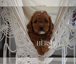 Small #1 Cavapoo