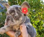 Small Photo #14 French Bulldog Puppy For Sale in N LAS VEGAS, NV, USA