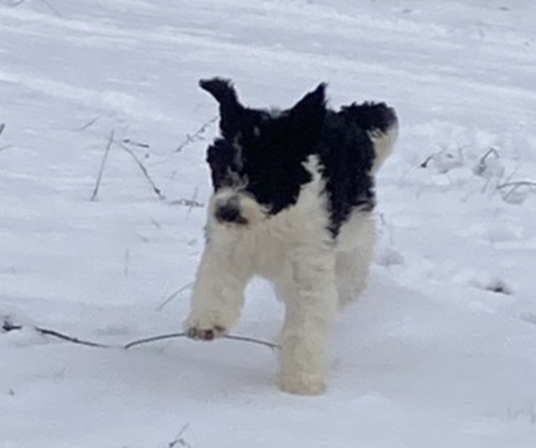 Medium Photo #3 Sheepadoodle Puppy For Sale in BUCKHANNON, WV, USA