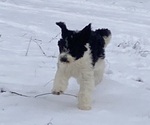 Small Photo #3 Sheepadoodle Puppy For Sale in BUCKHANNON, WV, USA