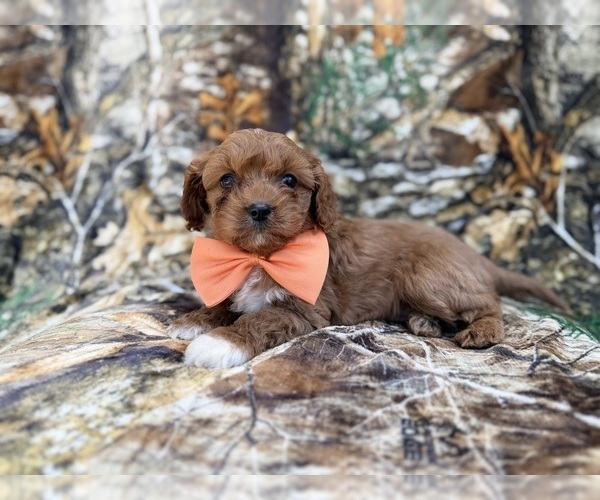 Medium Photo #2 Cavapoo (Miniature) Puppy For Sale in LAKELAND, FL, USA