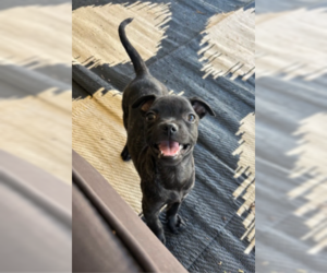Newt - Female Labrador Retriever-Staffordshire Bull Terrier Mix Dog for Adoption - Photo #2