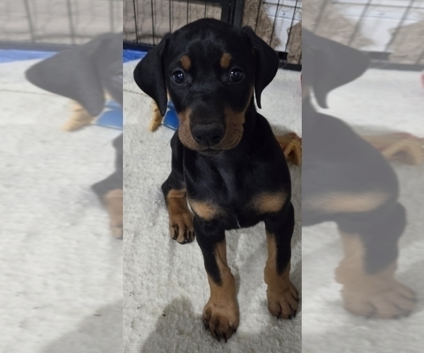 Medium Photo #6 Doberman Pinscher Puppy For Sale in CARLINVILLE, IL, USA