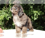 Small #2 Bernedoodle (Miniature) (+ Poodle Miniature)