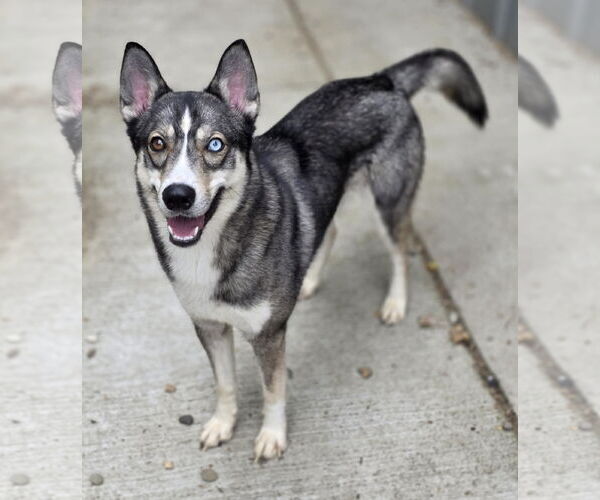 Medium Photo #2 Siberian Husky-Unknown Mix Puppy For Sale in Woodsfield, OH, USA