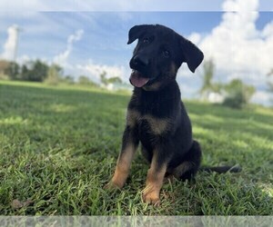 Medium German Shepherd Dog