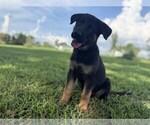 Puppy 9 German Shepherd Dog