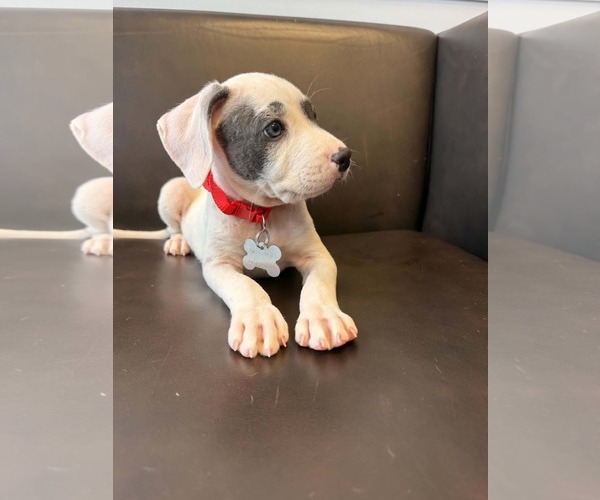 Medium Photo #2 American Staffordshire Terrier-Unknown Mix Puppy For Sale in Holly Springs, NC, USA