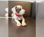 Small #1 American Staffordshire Terrier Mix