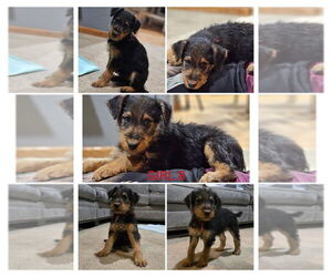 Medium Airedale Terrier