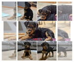 Puppy Lumberjack Airedale Terrier