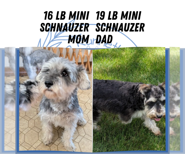 Medium Photo #1 Schnauzer (Miniature) Puppy For Sale in GOSHEN, IN, USA