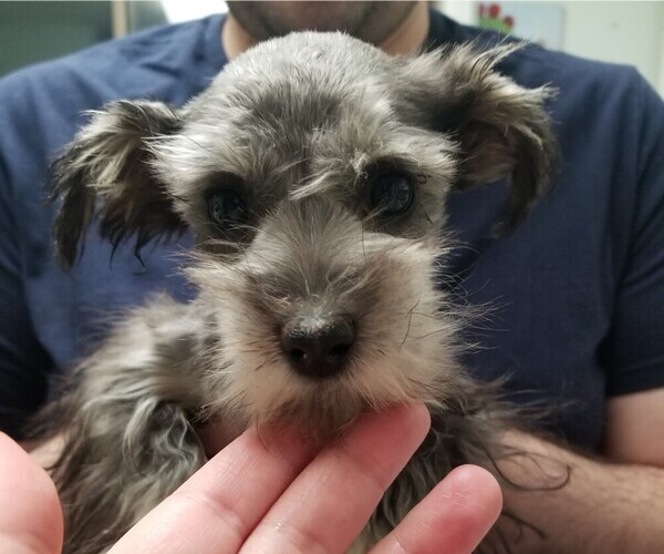 Medium Photo #13 Schnauzer (Miniature) Puppy For Sale in CANBY, OR, USA