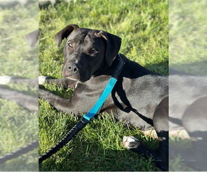 Staffordshire Bull Terrier-Unknown Mix Dogs for adoption in Ogden, UT, USA