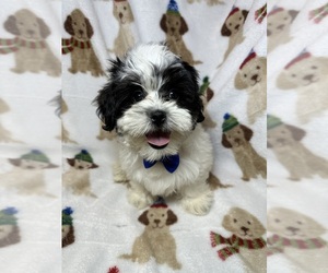 Maltese Puppy for sale in RANDOLPH, MA, USA