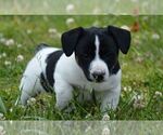 Small #4 Jack Russell Terrier