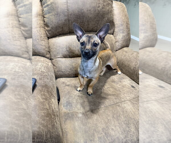 Medium Photo #2 Chihuahua-Unknown Mix Puppy For Sale in Brewster, NY, USA