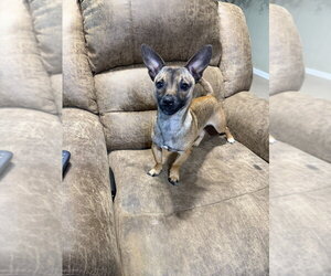 Mr. Pickles - Male Chiweenie Dog for Adoption - Photo #2