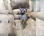 Small #1 Chihuahua Mix
