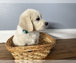 Small Photo #2 Golden Retriever Puppy For Sale in BENNINGTON, NE, USA