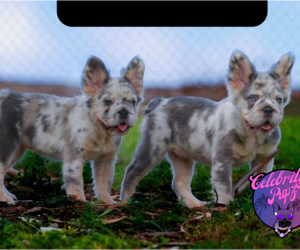Medium Photo #3 French Bulldog Puppy For Sale in FOLSOM, CA, USA