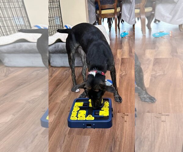 Medium Photo #1 Mutt Puppy For Sale in Woodbury, NY, USA