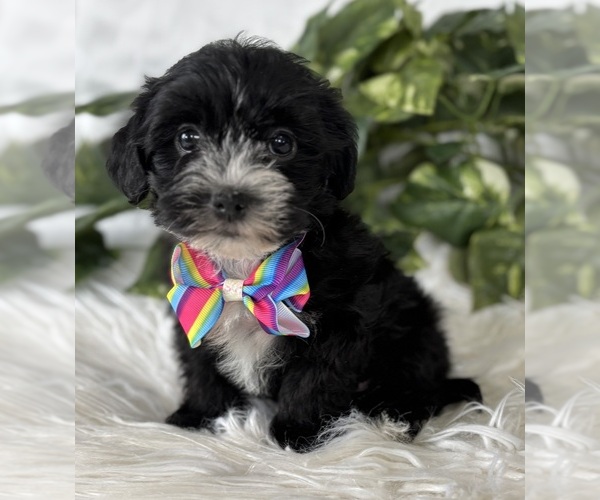 Medium Photo #20 Morkie Puppy For Sale in ROCK STREAM, NY, USA