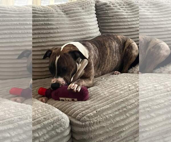 Medium Photo #8 Mutt Puppy For Sale in Holly Springs, NC, USA