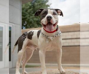 American Pit Bull Terrier-Unknown Mix Dogs for adoption in Las Vegas, NV, USA