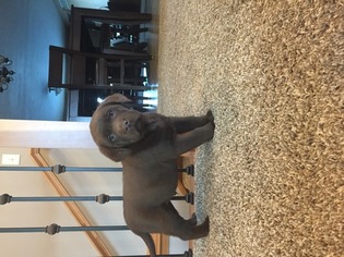 Labrador Retriever Puppy for sale in NORTH MANCHESTER, IN, USA