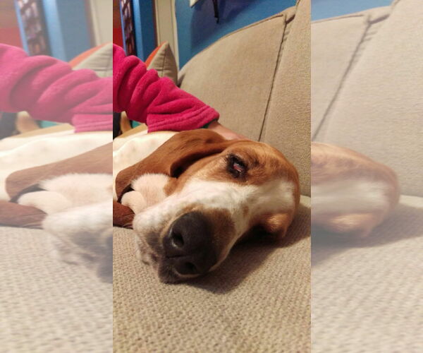 Medium Photo #11 Basset Hound Puppy For Sale in Carrollton, TX, USA