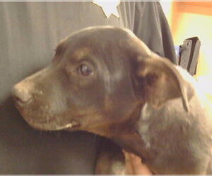 Mutt Dogs for adoption in Sacramento, CA, USA