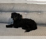 Small Photo #3 Poodle (Miniature)-Unknown Mix Puppy For Sale in Boise, ID, USA