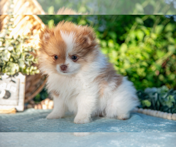 Medium Photo #5 Pomeranian Puppy For Sale in SHILOH, OH, USA