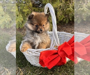 Pomeranian Puppy for sale in MIDDLEBURY, IN, USA
