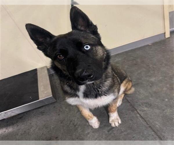 Medium Photo #1 Siberian Husky-Unknown Mix Puppy For Sale in Orange, CA, USA