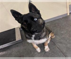 Siberian Husky-Unknown Mix Dogs for adoption in Orange, CA, USA