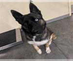 Small Siberian Husky Mix