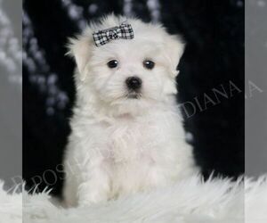 Maltese Puppy for sale in WARSAW, IN, USA