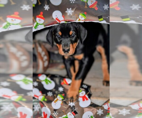 Medium Photo #1 Doberman Pinscher Puppy For Sale in CHICKASHA, OK, USA