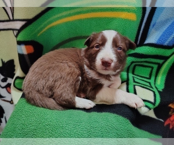 Medium Photo #1 Border Collie Puppy For Sale in NORBORNE, MO, USA